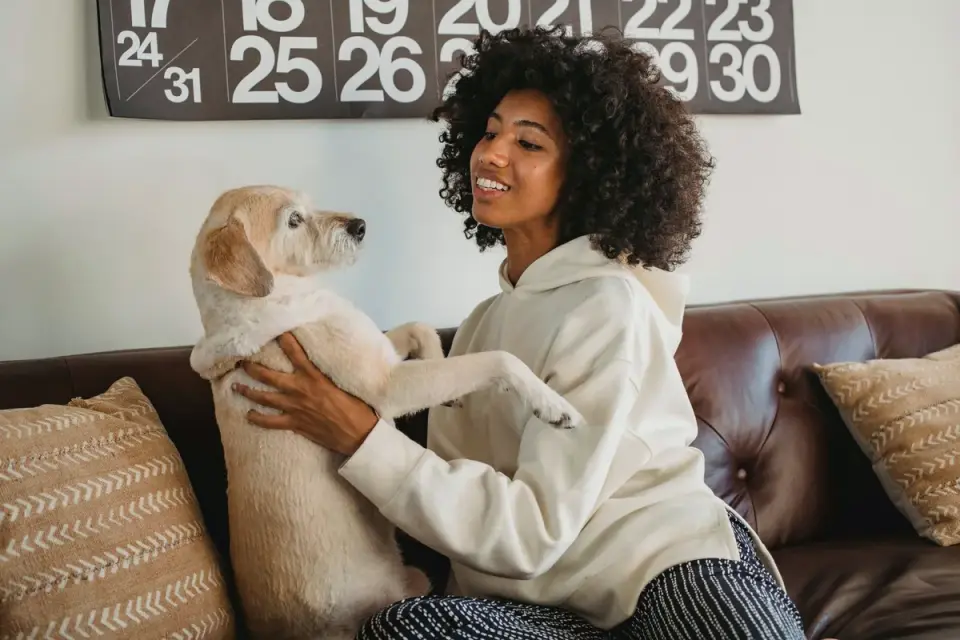 Dog resting beside an owner