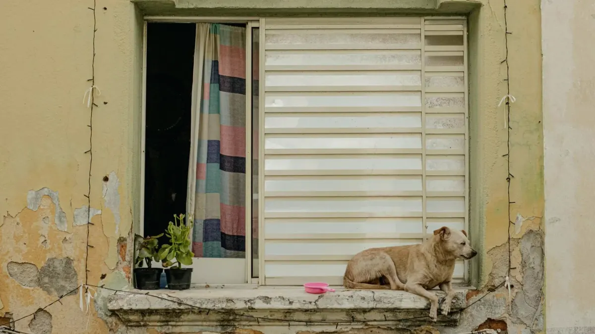 Dog resting quietly beside an empty food bowl