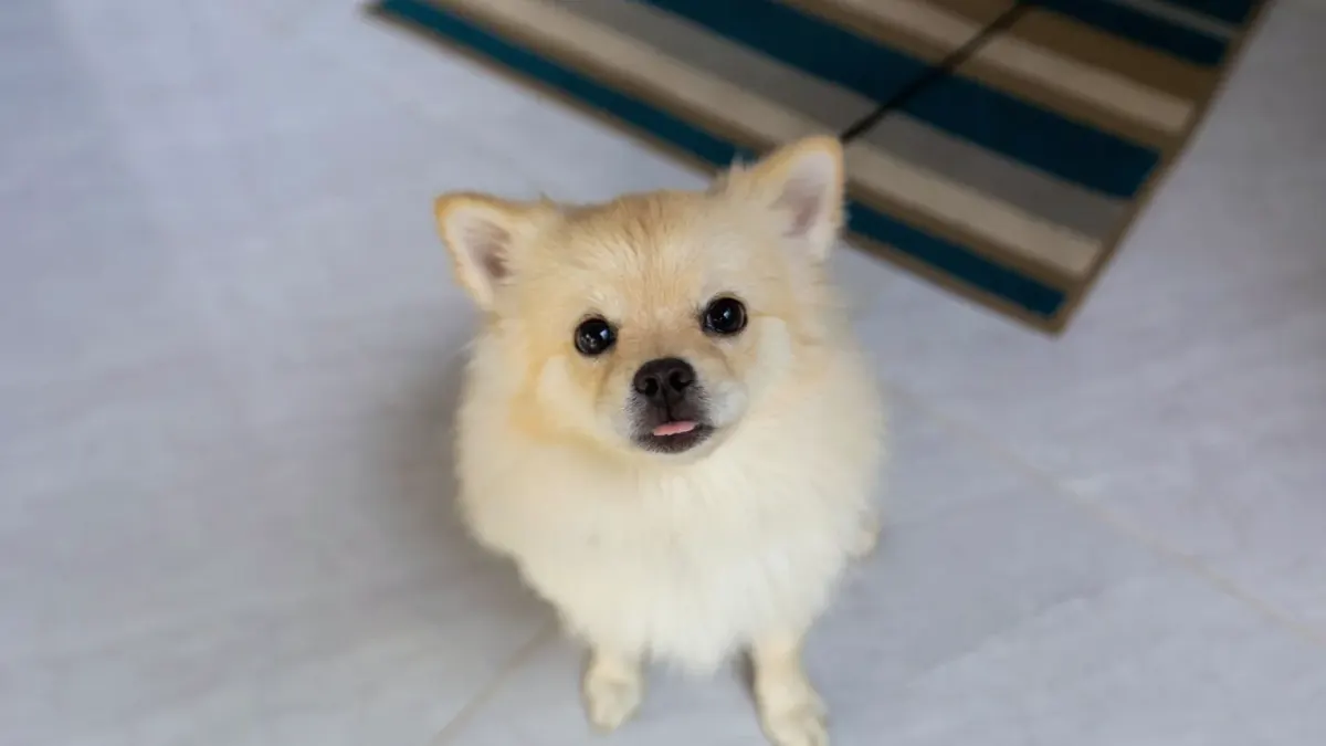 Dog sitting on a kitchen floor