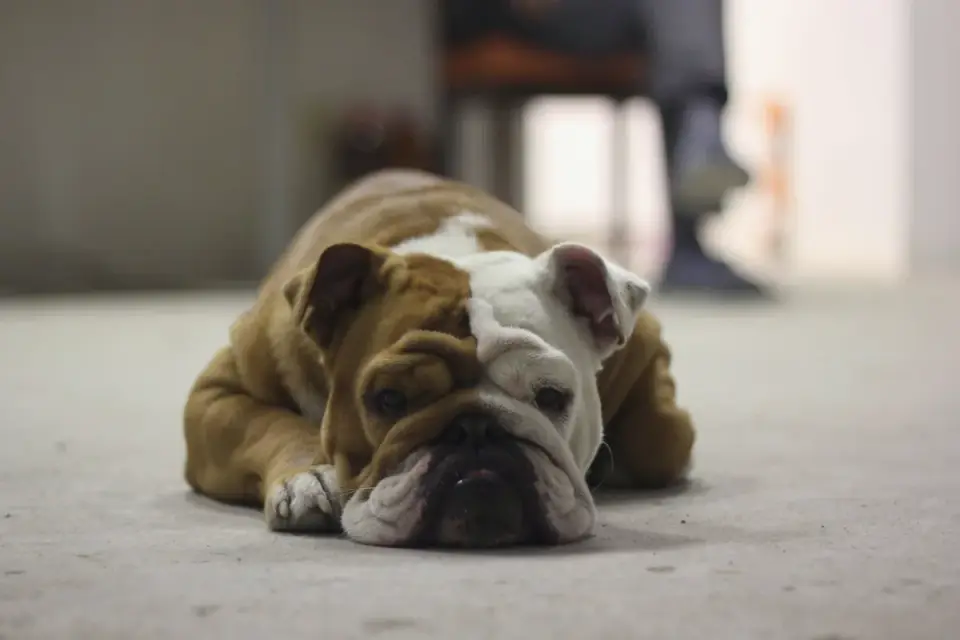 Dog sitting on a kitchen floor