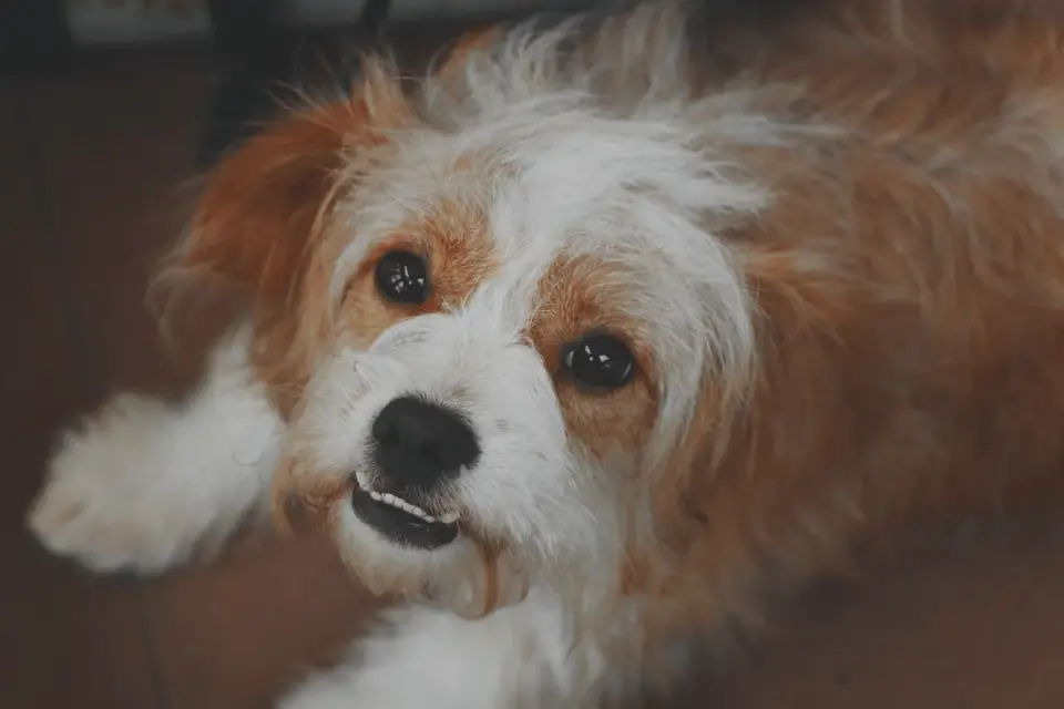 Dog sitting on a kitchen floor