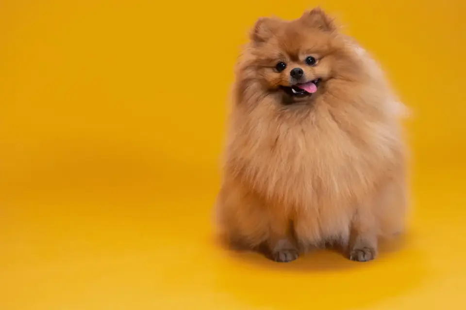 Dog standing indoors