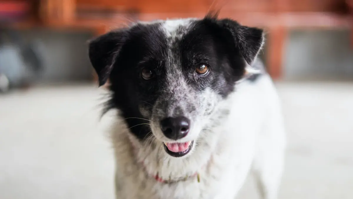 Dog standing indoors