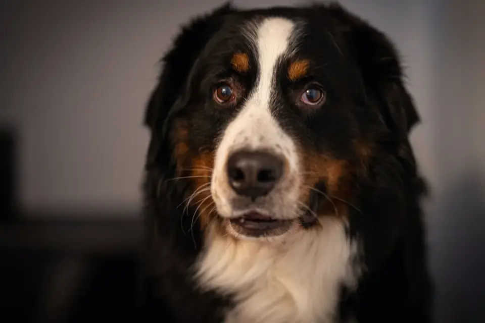 Dog standing indoors