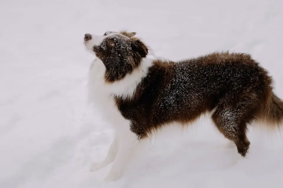 Dog standing indoors