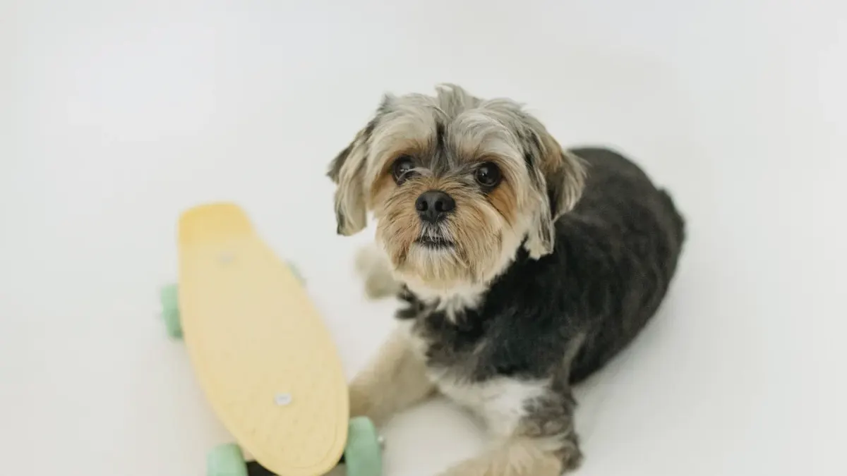 Dog standing indoors