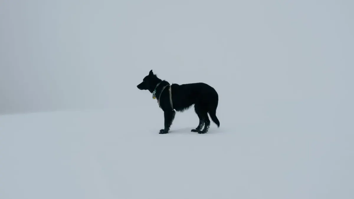 Dog standing indoors