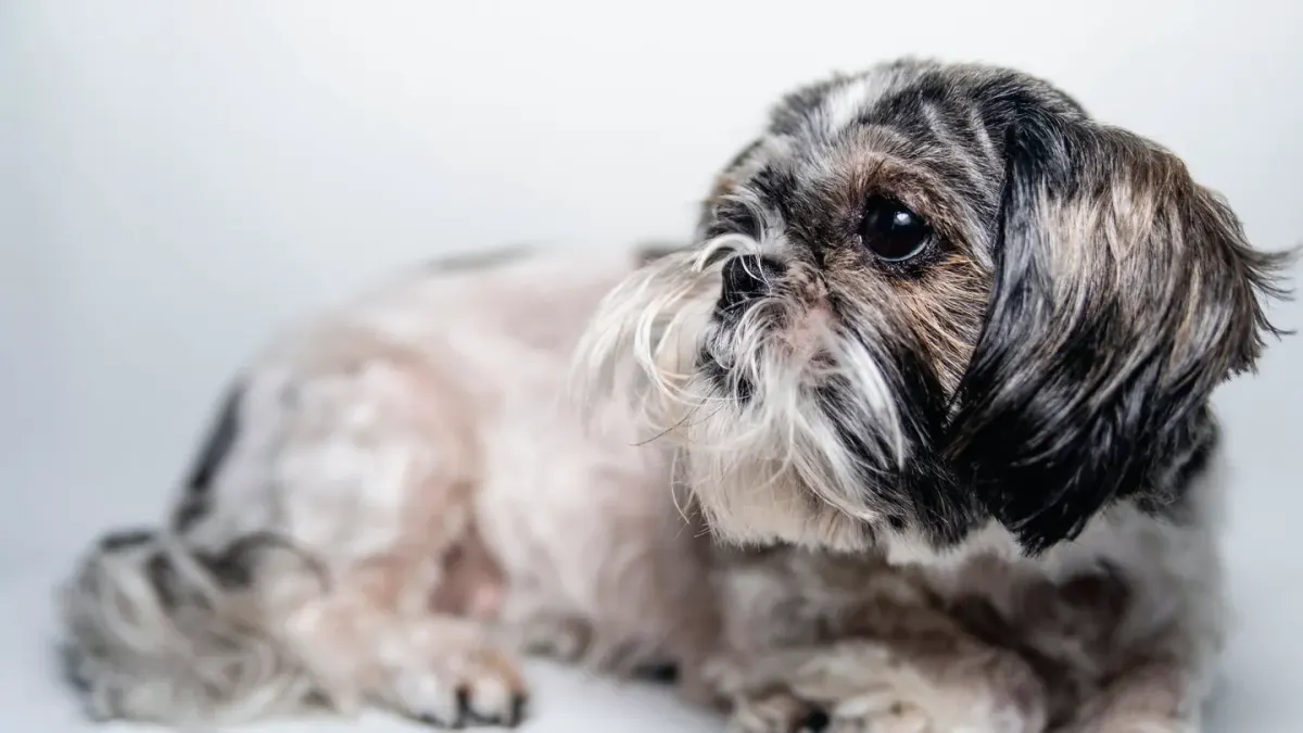 Dog standing indoors