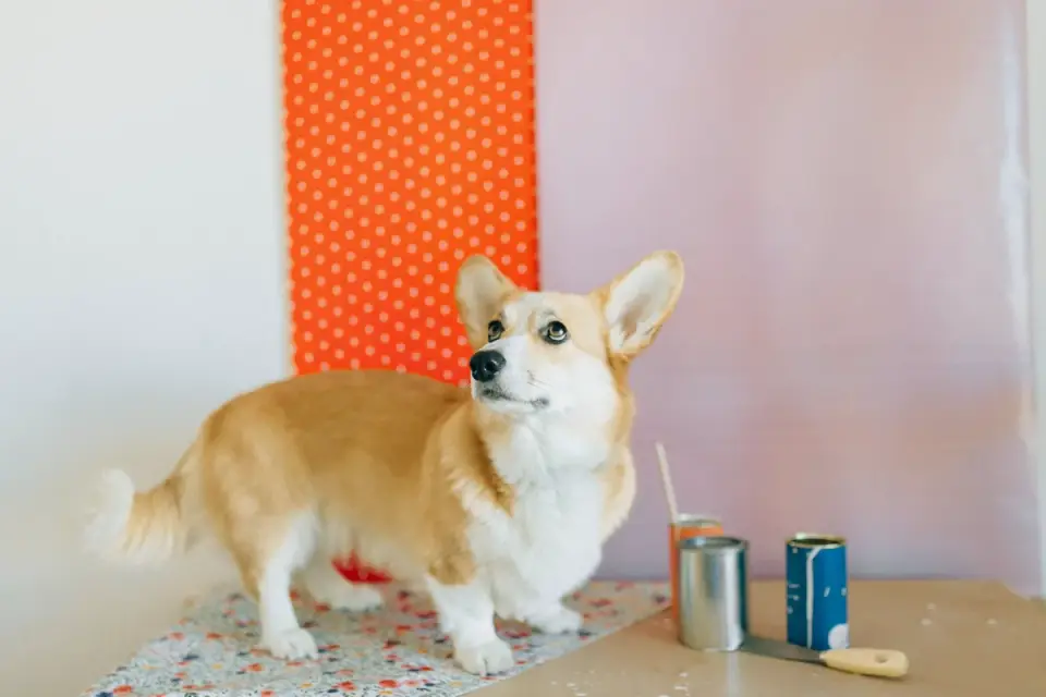 Dog standing indoors