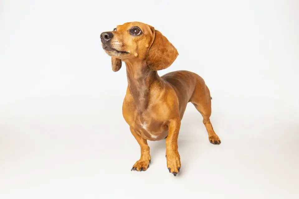 Dog standing indoors