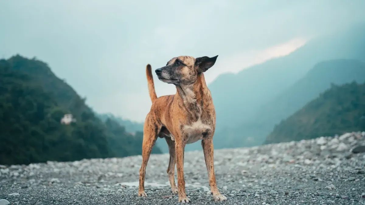 Dog standing indoors