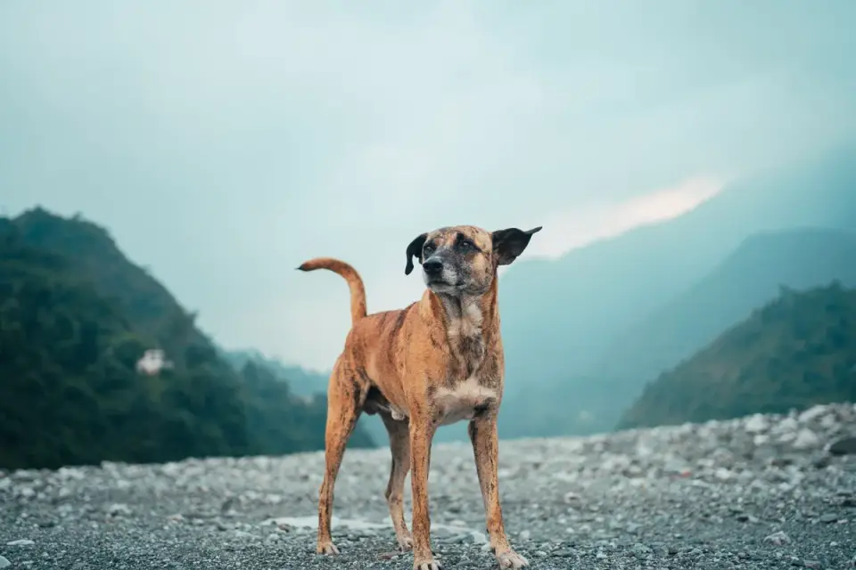 Dog standing indoors
