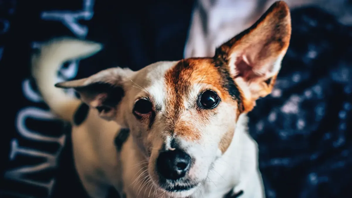 Dog standing indoors