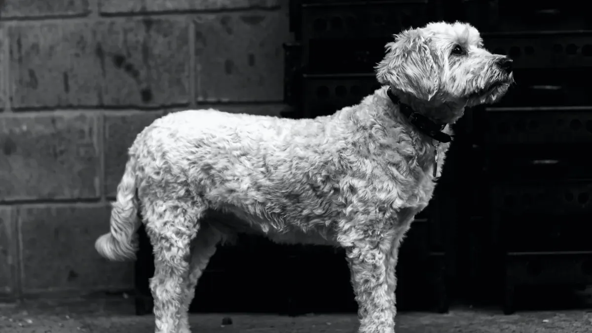 Dog standing indoors
