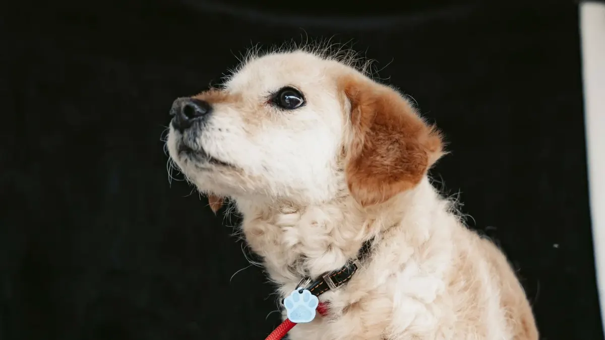 Dog standing indoors