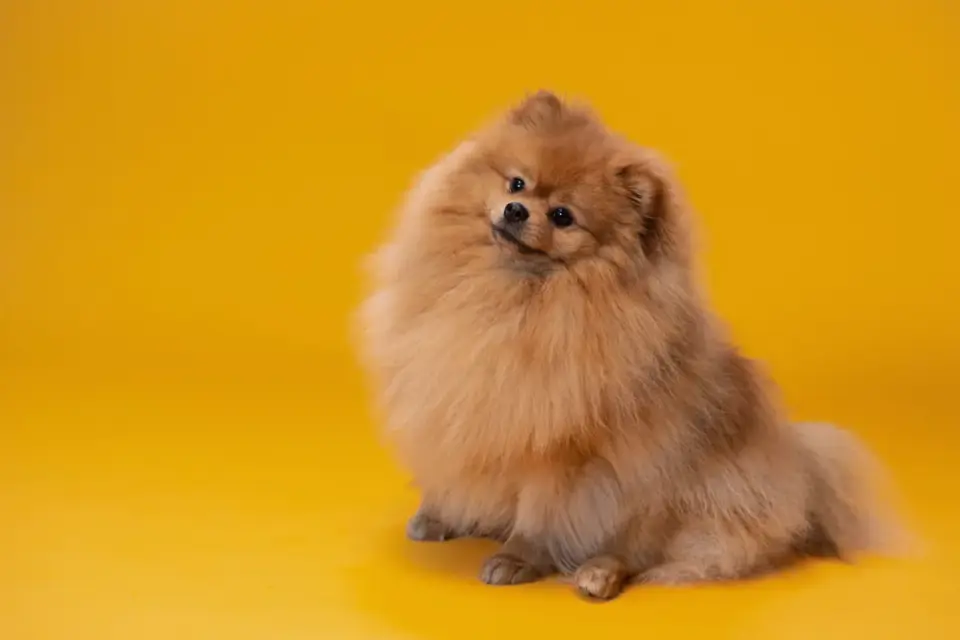 Dog standing indoors