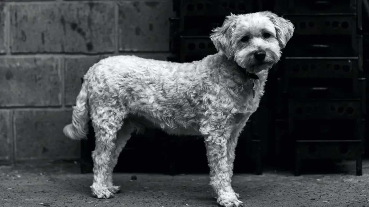 Dog standing indoors