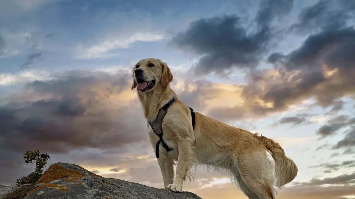 Dog standing indoors