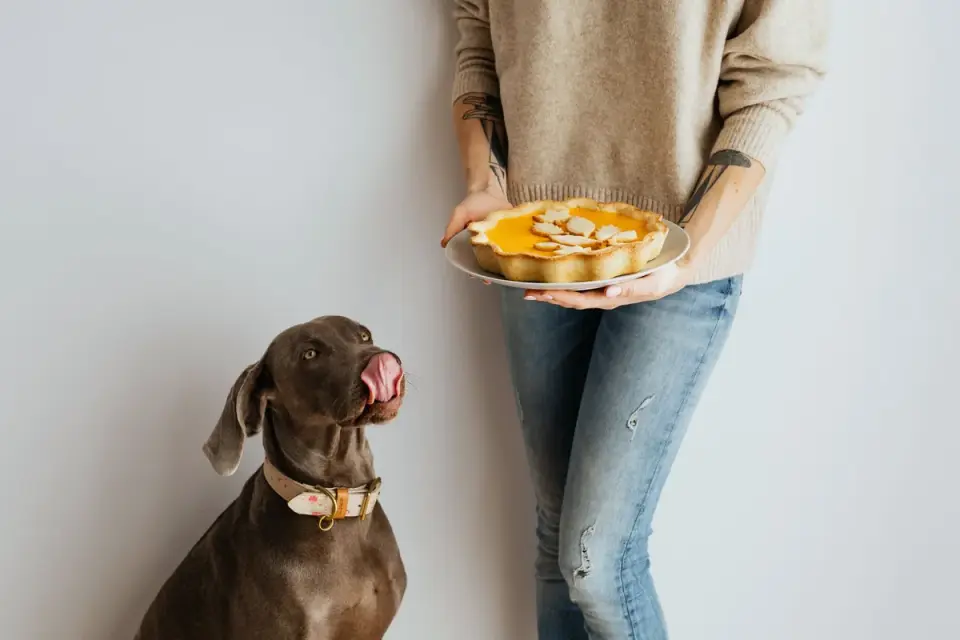 Dog taking a soft chew treat from an owner&#x27;s hand in a home kitchen