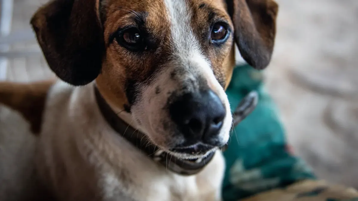 Dog tilting its head