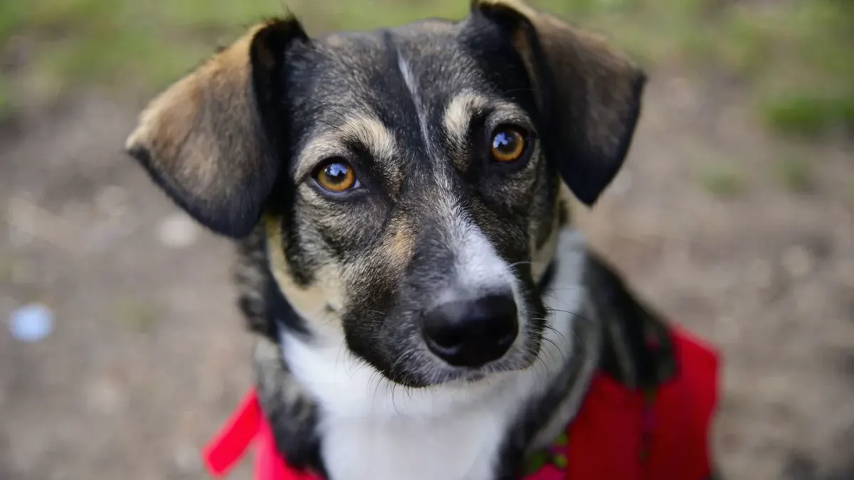 Dog tilting its head