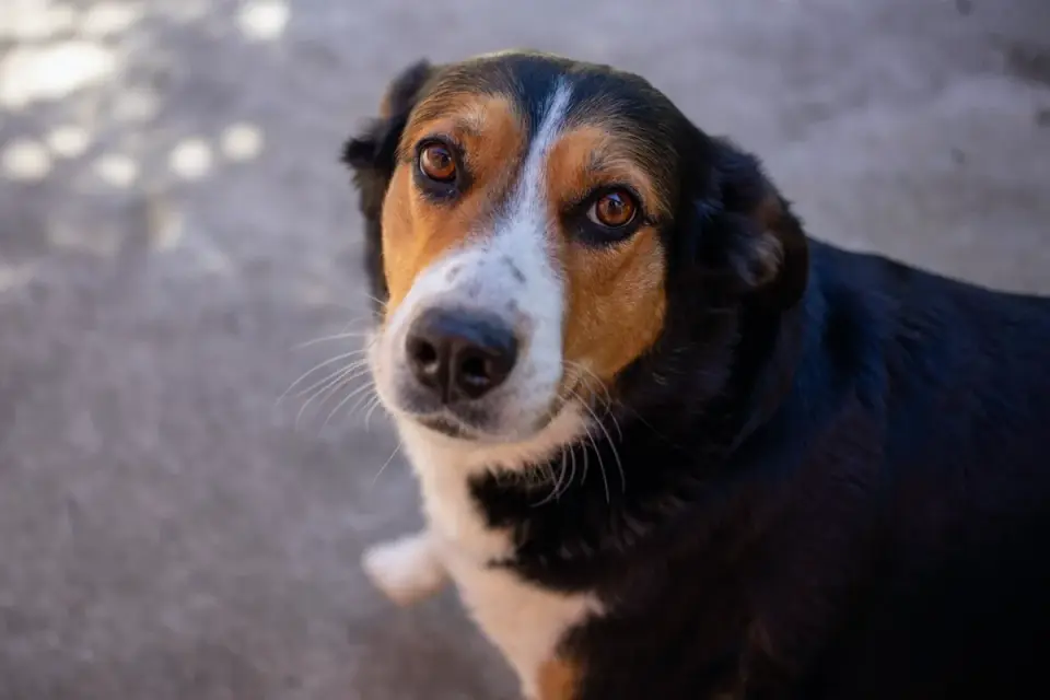 Dog tilting its head