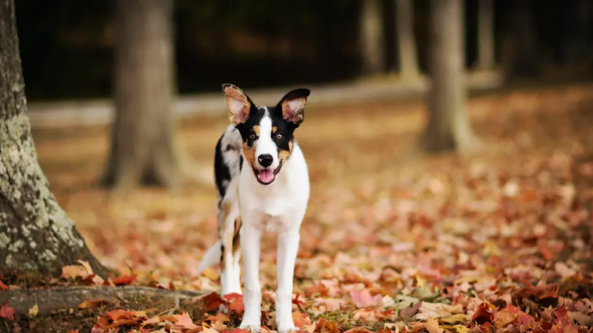 Dog tilting its head