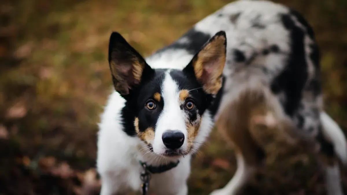 Dog tilting its head
