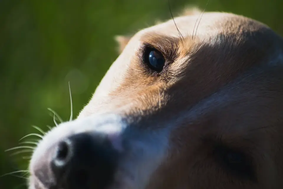 Dog tilting its head