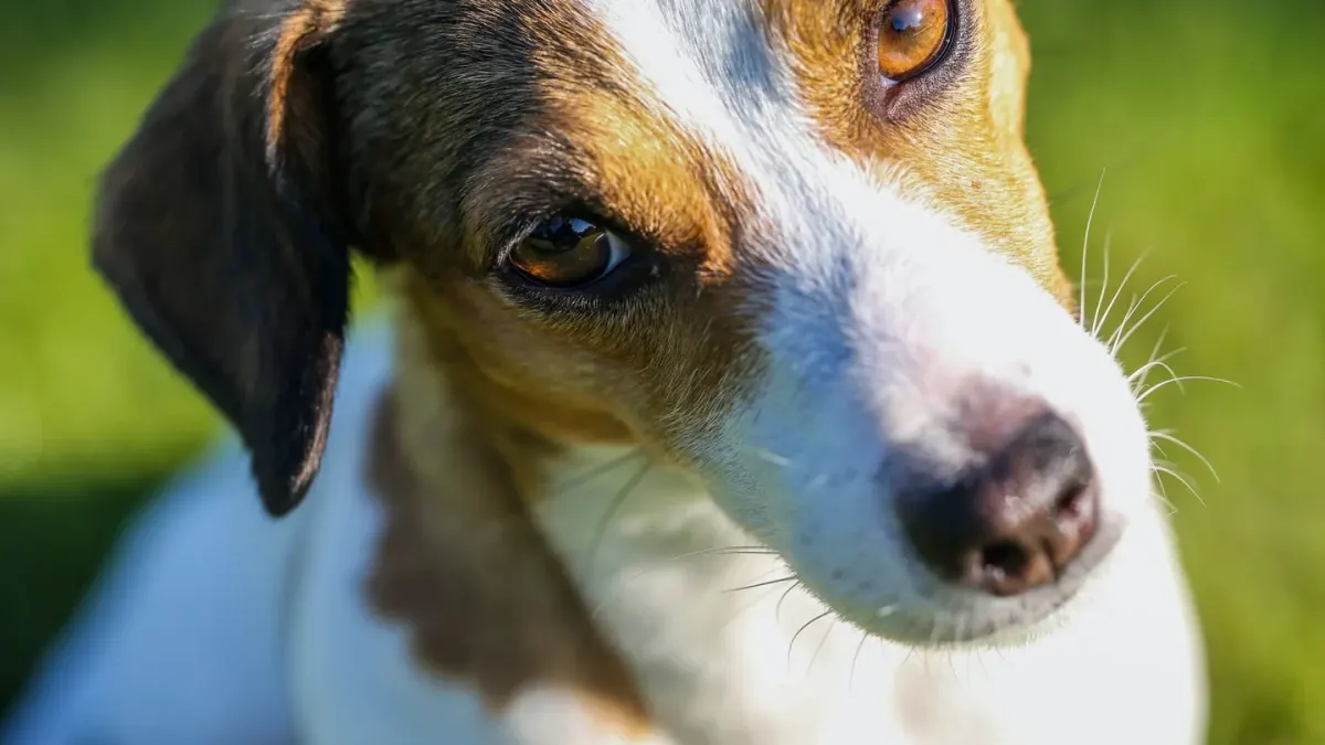 Dog tilting its head