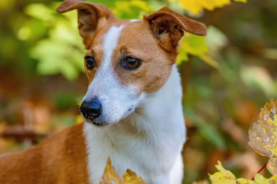Dog tilting its head