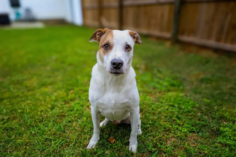 Dog tilting its head