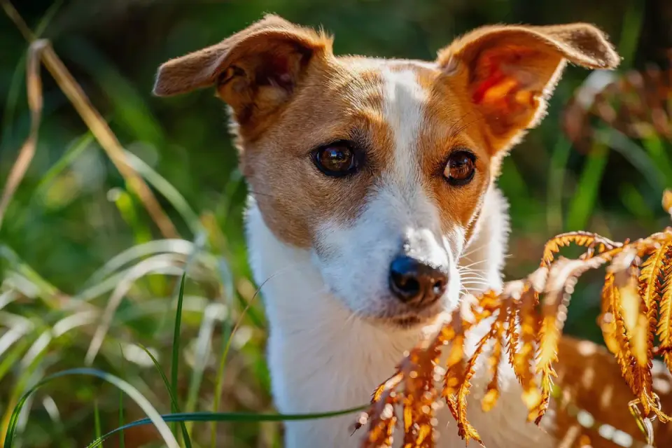 Dog tilting its head