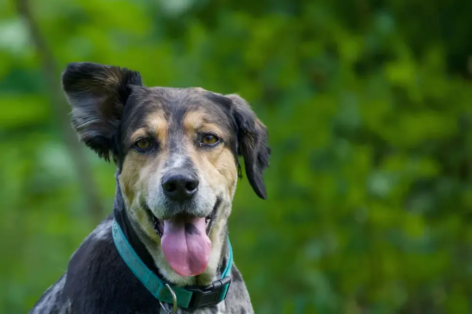 Dog tilting its head
