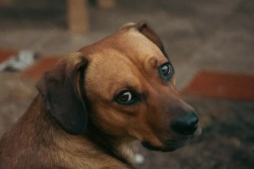 Dog tilting its head