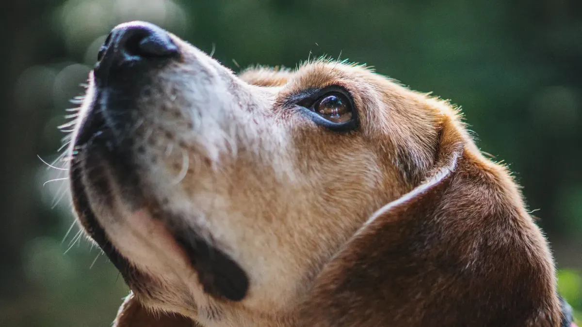 Dog tilting its head