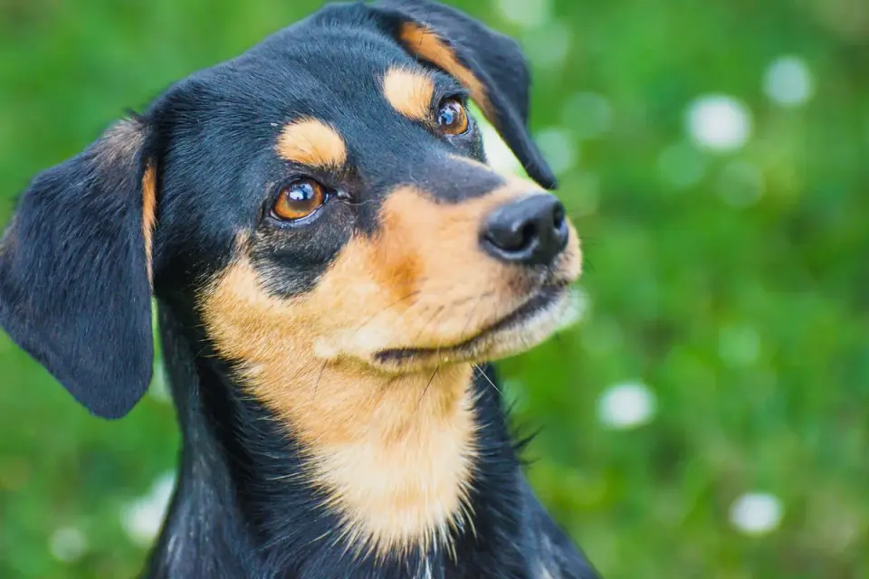 Dog tilting its head