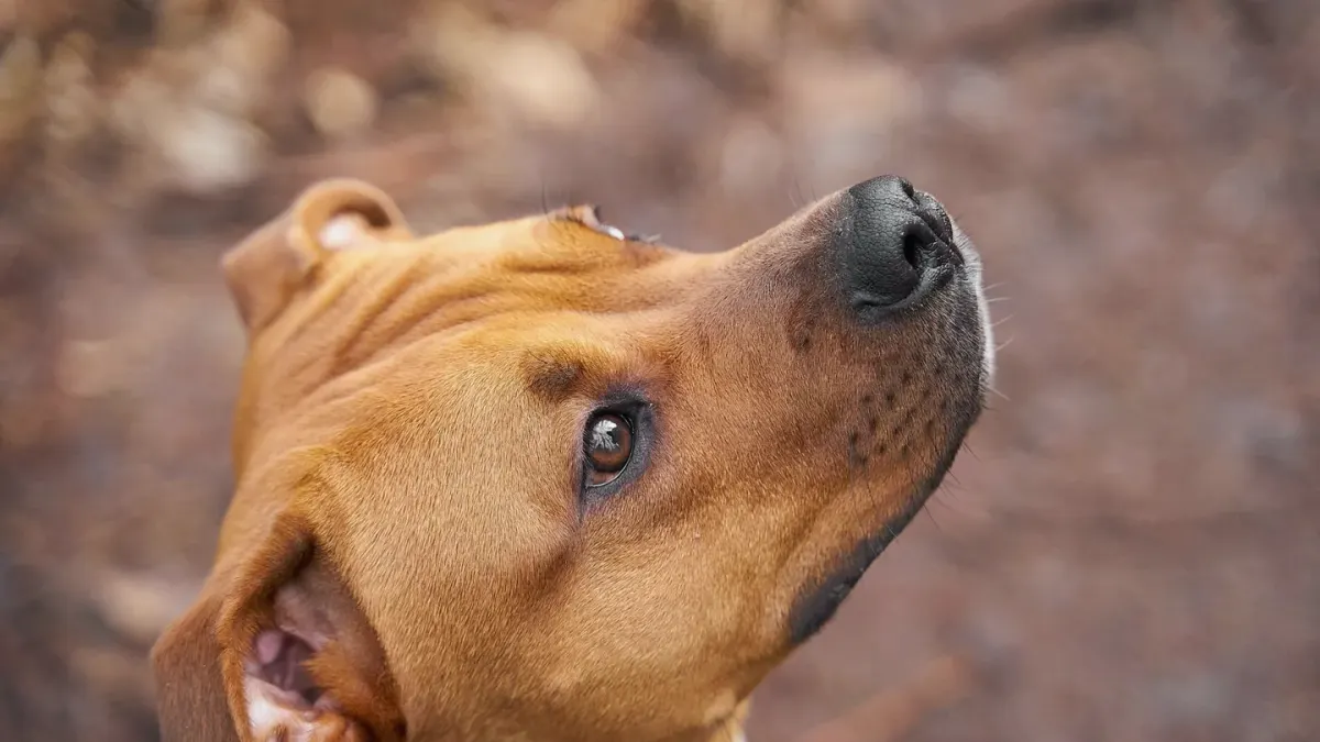 Dog tilting its head