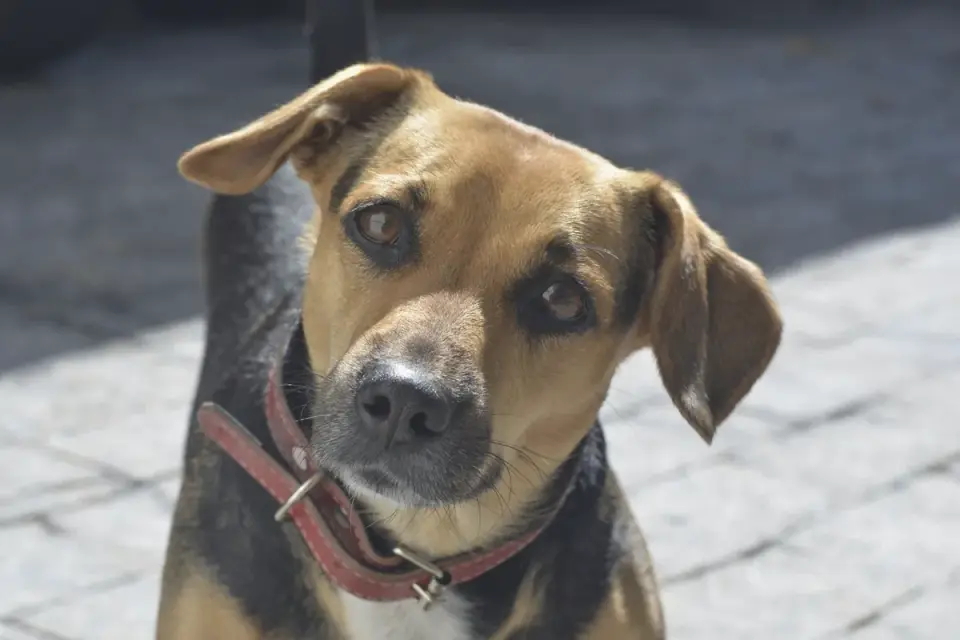 Dog tilting its head