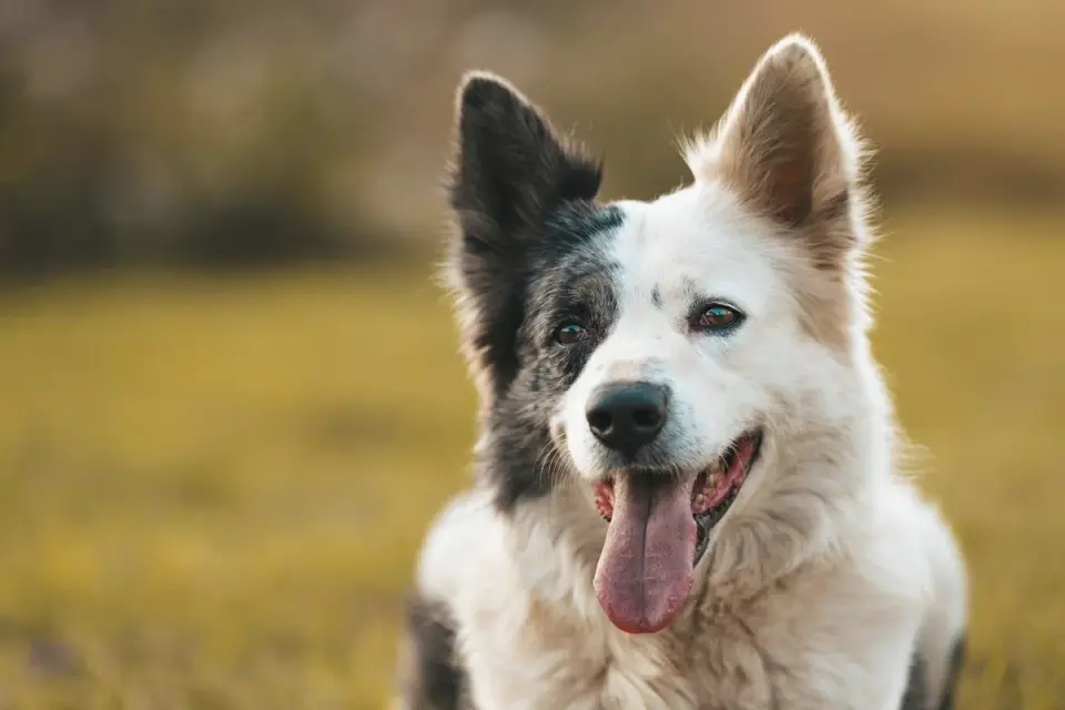 Dog tilting its head