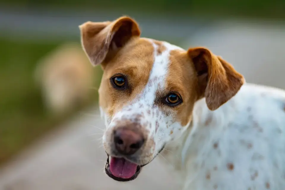 Dog tilting its head