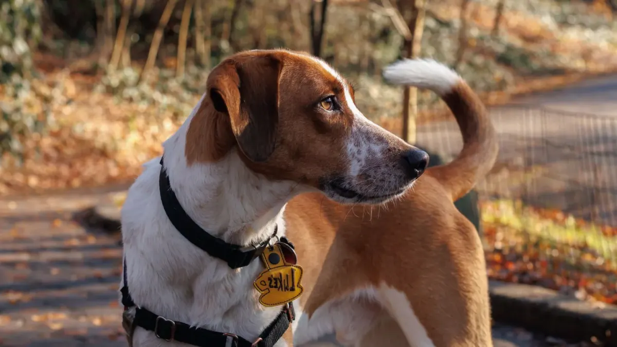 Dog tilting its head