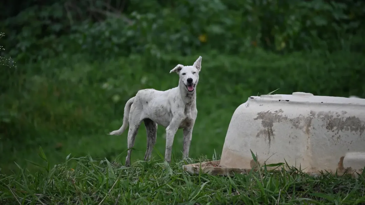 Dog waiting beside a bowl