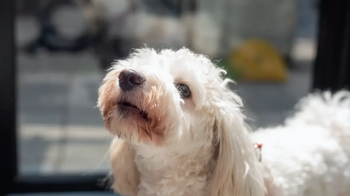 Dog waiting beside a bowl