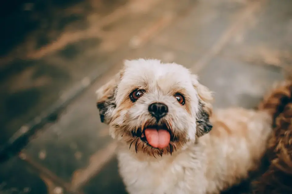 Dog waiting beside a bowl