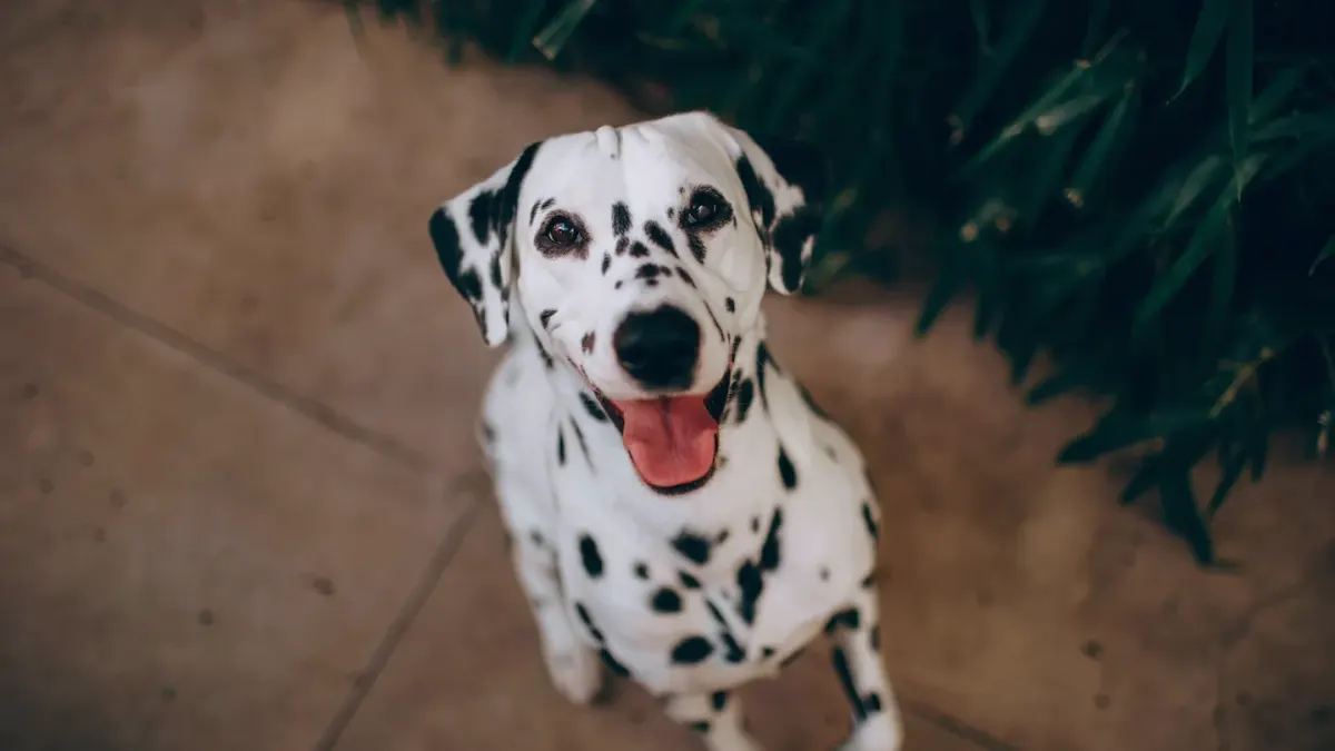 Dog waiting beside a bowl