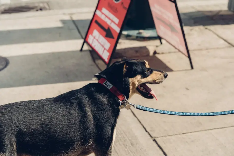 Dog waiting beside a bowl