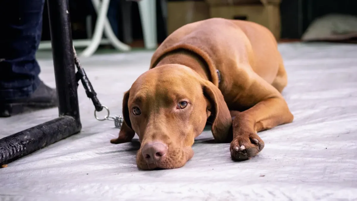 Dog waiting beside a bowl