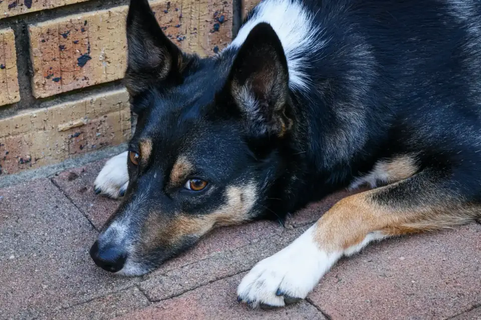 Dog waiting beside a bowl