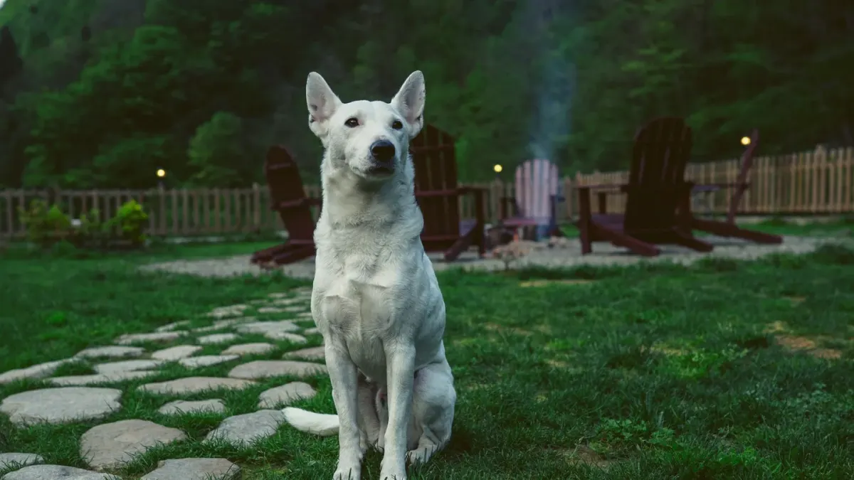 Dog waiting beside a bowl